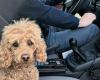 Como verlässt das Hotel und lässt ihren Hund im Zimmer zurück: 43-jährige Ungarin berichtet