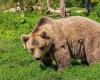Die Regierung stellt das „Bärentötungsgesetz“ des Trentino nicht in Frage, zeigen sich Tierschützer besorgt. – BGS News – Guten Morgen Südtirol