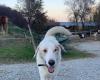 Rimini, die Geschichte des Hundes Eddy, vom Kampf gegen Krankheiten bis zum Glück eines neuen Zuhauses