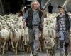 Transhumanz, Lecco wird von Herden überfallen, auf den Fotos von Pensotti und Sala