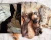 Canavese: Sie lassen eine trächtige Katze in einer mit Draht verschlossenen Kiste zurück