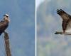 Der Fischadler macht Halt im Trentino (FOTO), hier wurde er gesichtet und verewigt