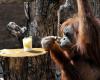 Hier ist Doktor Orang-Utan, der Affe heilt sich selbst: die Geschichte von Rakus