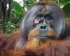Rakus, Doktor Orango: Er war an der Wange verletzt und nahm Medikamente ein, um den Schmerz zu lindern und zu heilen