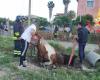 Das Team der Feuerwehr von Crotone rettet ein Pferd, das in den Brunnen gefallen ist – ilCirotano