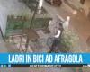 Absurd in Afragola: Diebe auf Fahrrädern stehlen Stehtische: das virale Video