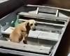 Die berührende Geschichte von Tião, dem Hund, der seit einem Monat auf dem Boot auf den Fischer wartet, der nicht mehr da ist