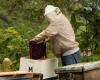 Klimawandel: Bienen, Imker und die Umwelt auf dem Weg zum Abgrund in Sizilien