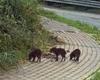 Wildschweinfang, streng geheime Operation in Teramo aus Angst vor Umweltschützern. Di Silvestre: „Beeil dich“