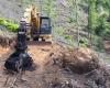 Neue Garnison in Velletri gegen die Abholzung des Monte Artemisio: Das Waldschutzkomitee macht mobil