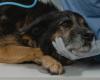Hund in Catanzaro barbarisch getötet: „Schwanz abgeschnitten und kastriert. Feige Tat der Grausamkeit“. Die Jagd ist offen für Angreifer