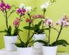 3 natürliche Tricks, um Orchideen wieder zum Blühen zu bringen – idealista/news