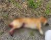 Horror in Catanzaro, Hund im Stadtteil Signorello massakriert: „Abscheulicher Akt der Barbarei“ | Kalabrien7