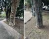 Bäume in der Villa Comunale von Reggio Calabria verunstaltet, Stadtrat Merenda: „Schwerwiegende Tatsache, die das Gewissen aller Bürger beleidigt“