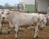Rinderbrucellose: Zum ersten Mal gibt es in der Provinz Agrigent keine Fälle