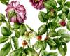 Ausstellung „Rosa fragrans. Zeichnungen und Aquarelle von Aurora Tazza im Grafikmuseum