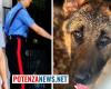 Das Bellen eines armen Hundes, der ohne Futter und Wasser in einem Keller eingesperrt ist, erregt die Aufmerksamkeit eines Passanten. Die Intervention der Carabinieri in der Provinz