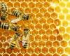 Bienen und Dürre, dramatische Situation in Sizilien für Honigproduzenten