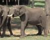 Entdeckt, wie afrikanische Elefanten einander begrüßen: Die Art und Weise ändert sich, je nachdem, mit wem man spricht