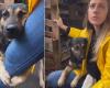 Brasilien, der Hund umarmt das Bein des Tierarztes nach der Rettung: „Ich war gerührt“