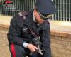 Die Reggio Carabinieri retten vier Hundewelpen und ein Wiesel