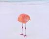 Eine Aufnahme eines Flamingos gewann einen Preis in der Kategorie KI eines Wettbewerbs