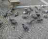 Deutschland hat in Limburg an der Lahn das Referendum zum Töten aller Tauben gewonnen