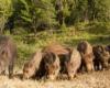 Wildschweine, schwere Schäden in Latium: Mobilisierung zur Eindämmung