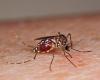 VENETIEN – Seit dem 1. Januar wurden 49 Fälle von Dengue-Fieber aus dem Ausland importiert