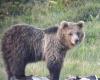 Tierschützer werfen Bären vor, die Provinz wehrt sich, bringt aber die falsche Autopsie vor Gericht – Nachrichten