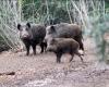 Die Entschädigung für Schäden durch Wildschweine im Sila-Park bestraft die Landwirte