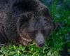 Im Trentino gibt es Bären, und man kann sie treffen (und das bedeutet nicht, dass sie getötet werden müssen)