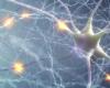 Zoomen Sie auf das menschliche Gehirn, noch nie so detailliert gesehen VIDEO – Biotech