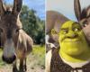Der Esel Perry, der Donkey zu „Shrek“ inspiriert hat, wird 30 und erhält ein ganz besonderes Geschenk