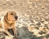 Regionen: Kettenhunde, zu wenige hundefreundliche Regionen, sofort eine Sommerverordnung, um sie vor Hitze und Bränden zu schützen