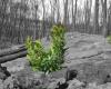 Rotary spendet zweitausend Bäume zur Wiederaufforstung des Vesuvs und der durch den Brand 2017 zerstörten Gebiete