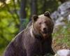 Tod des Bären F36, die Provinz schickte die Autopsie eines anderen Tieres an den Staatsrat: „Fehler in gutem Glauben“