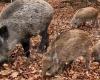 Wildschweine, die Notlage nimmt auch für Cia Agricoltori Calabria zu