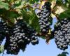 Wein. In der Emilia-Romagna sind Ausschreibungen für 7,2 Millionen Euro zur Förderung in Nicht-EU-Ländern offen