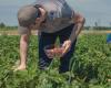 Obst- und Gemüsekurier | EXPORTBEZIRKE: RECOVER ROMAGNA, GOOD SIZILIEN UND AGRO PONTINO