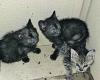 Die Kiste der Schande: Drei ausgesetzte Kätzchen vor dem ehemaligen Krankenhaus in Isernia