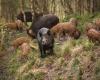 Coldiretti Piemont: Wildschweine – sofort alle Maßnahmen zur Unterstützung der Schweinebetriebe aktivieren