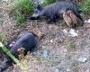 Wildschweine in der Gegend von Savona, Osa: „Nutzlose und grausame Hinrichtungen“