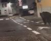 Das Video des Bären, der durch die Straßen von Malè im Trentino läuft, beunruhigt die Verwaltung: „Es ist eine Gefahr“