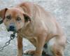 Tierschützer an die Regionen: „Sofort eine Verordnung gegen angekettete Hunde, um sie vor Hitze und Feuer zu schützen“