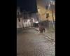 Trento, der Bär wandert nach der Schulparty durch Malè – Video