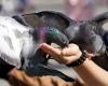 Salerno wie Venedig: kein Futter für Tauben, die Regeln des städtischen Polizeiplans