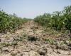 Welttag gegen Wüstenbildung, Alarm von Coldiretti: „57 % des Territoriums Apuliens sind von Dürre bedroht“