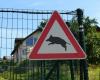 Durch Tiere verursachte Unfälle, 14 schwere Vorfälle in Ligurien in einem Jahr