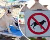 Verbietet Catanzaro Hunde am Strand? Die Streitordnung